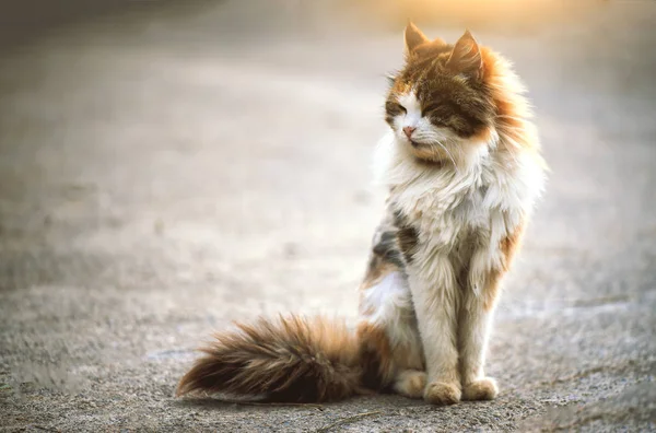 White Brown Cat Crouched Ground — Stock Photo, Image