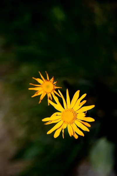 Arnica Montana Bloem Alpen Orobiche Lombardije Italië — Stockfoto