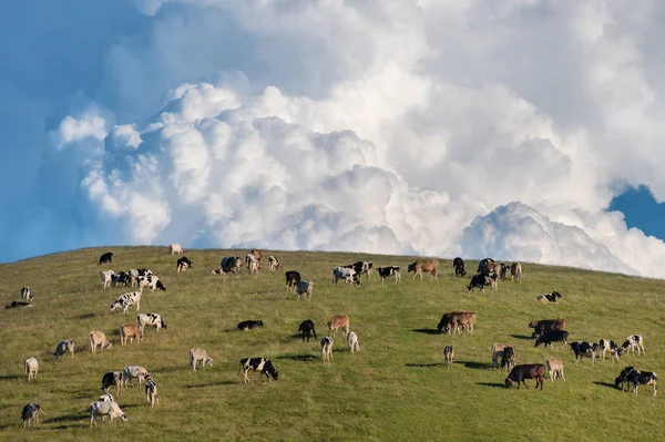 Cows Grazing Bergamo Mountains Lombardy Italy — Stock Photo, Image