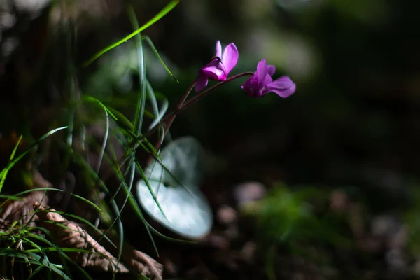 Wild Cyclamen Nature Forest Rays Sun — Stock Photo, Image