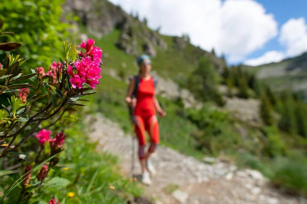 遠足で女の子を通過しながら歩道の花シャクナゲ — ストック写真