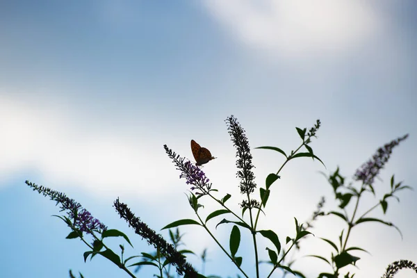 Una Mariposa Sobre Una Flor Con Fondo Cielo — Foto de Stock