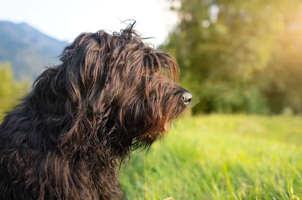 Pastore Cane Pascolo Pascolo Mucche Lontano — Foto Stock