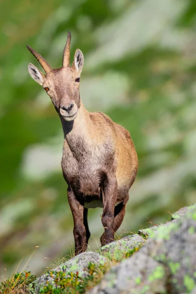 Ibex Rocks Meadows Alps Northern Italy — Stock Photo, Image