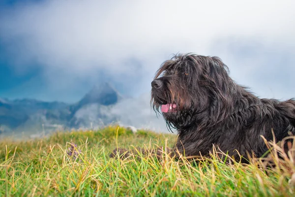 Bergamasco Schäferhund Auf Der Alm Kontrolliert Das Vieh — Stockfoto