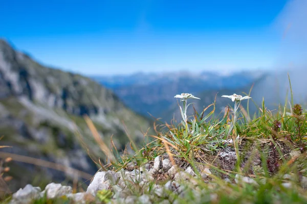 Fleur Protégée Montagne Edelweiss Sur Les Alpes Bergamasques — Photo