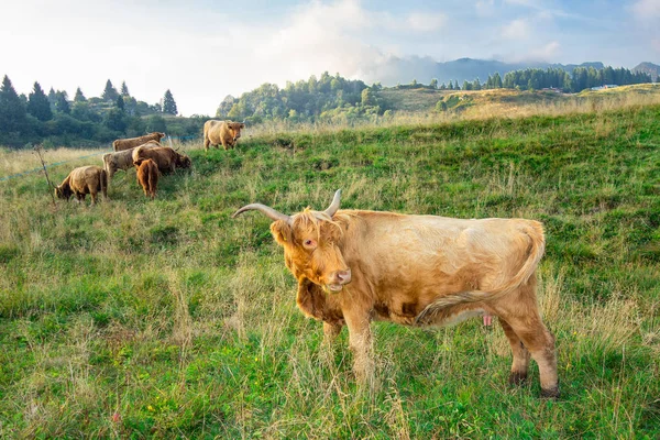 Raça Vaca Highland Pastagens Montanha — Fotografia de Stock