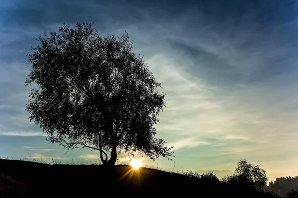 Samotna Brzoza Rośliny Pastwiskach Zachodzie Słońca — Zdjęcie stockowe
