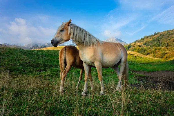 Caballo Mamá Con Pequeño Los Pastos Montaña —  Fotos de Stock