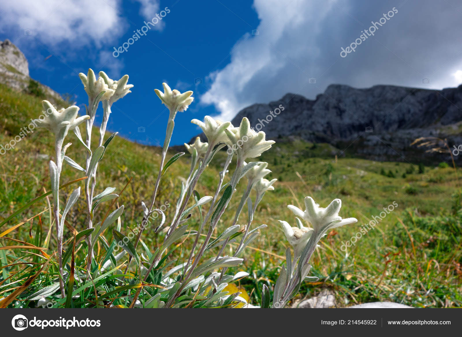 SCARICA VIDEO EDELWEISS