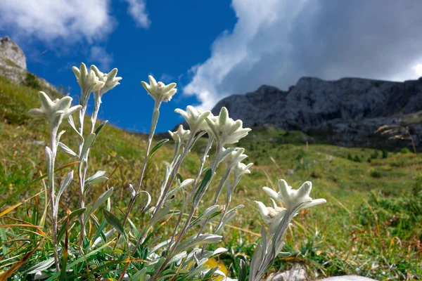 Группы Горных Цветов Эдельвейс Известняковых Горах — стоковое фото