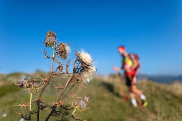 Carduus Defloratus Λουλούδι Θολή Ένας Αθλητής Σκι Επιδρομή Στην Εκπαίδευση — Φωτογραφία Αρχείου