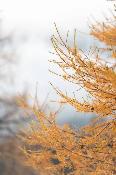 秋天金色落叶松分枝的细节 — 图库照片