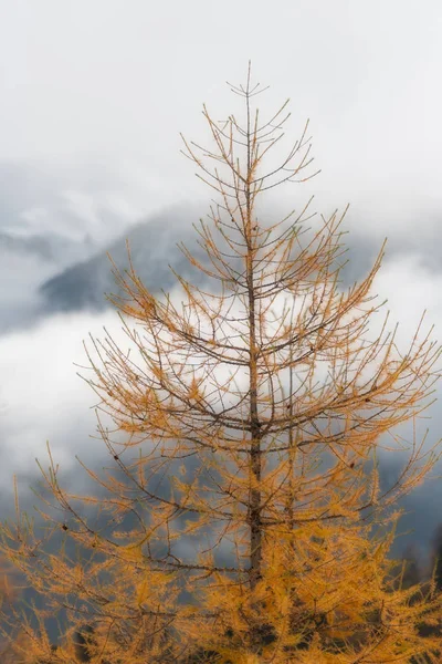 Lariks Een Sombere Herfstdag Bergen — Stockfoto