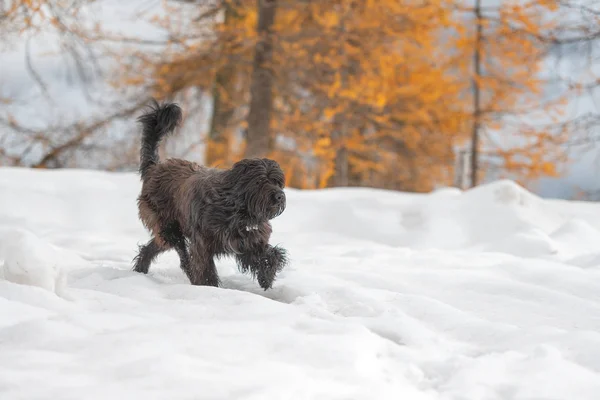 Vallhund Promenader Snön Höst — Stockfoto