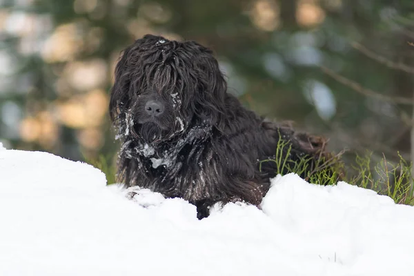 Mountain Fårhund Snön Med Pälsen — Stockfoto