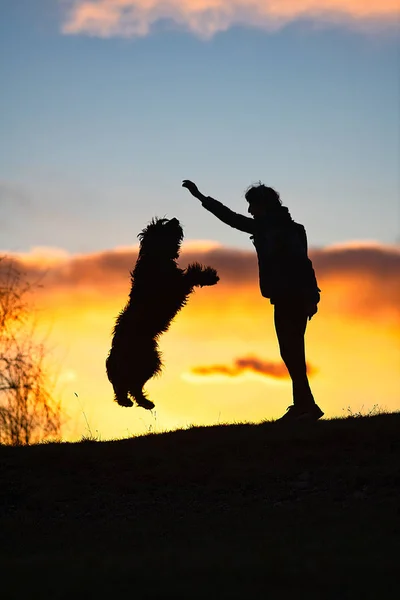 Großer Schwarzer Hund Mit Fell Springt Auf Die Herrin Die — Stockfoto