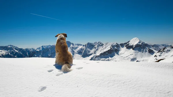 Hond Bergen Sneeuw Merkt Het Landschap — Stockfoto