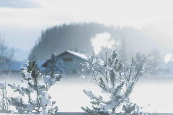 在寒冷的高山环境中 山松上的雪 — 图库照片