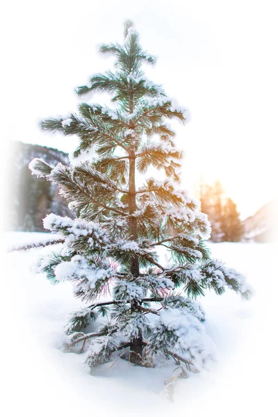 Маленькая Сосна Снегу Покрытыми Ветвями — стоковое фото