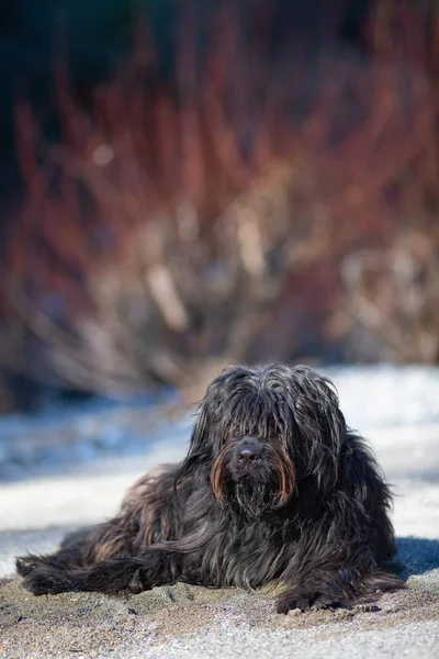 Pastore Misto Bergamasco Fare — Foto Stock