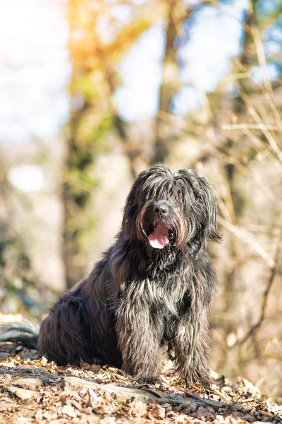 Bergamasco Shepherd Dog Horském Lese — Stock fotografie