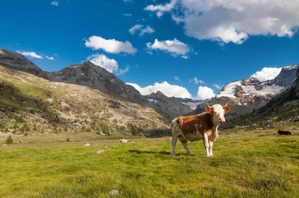 Vaca Solitária Pastando Nos Alpes Italianos — Fotografia de Stock