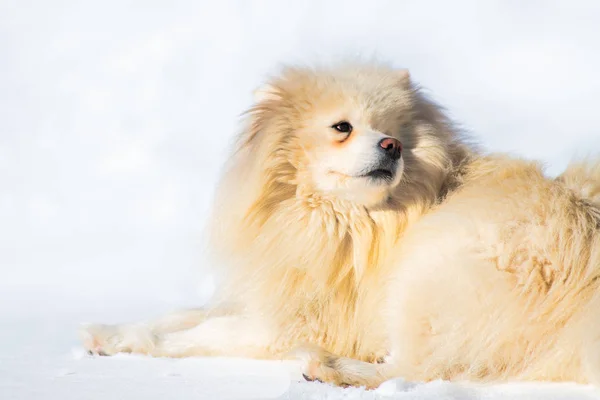 Samojedvalpar Hund Snövit Ser Tillbaka — Stockfoto