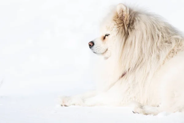 Samojedvalpar Hund Vit Bakgrund Snö — Stockfoto