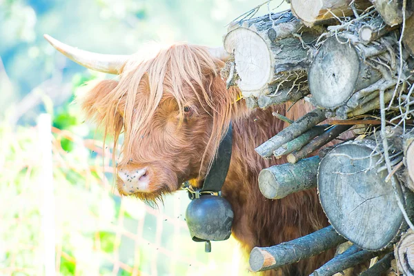 Vache Des Highlands Avec Cloche Cou — Photo