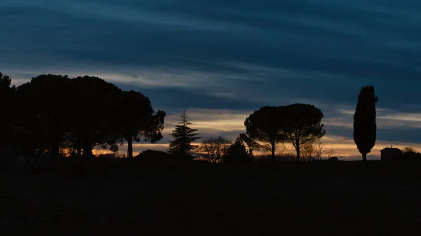 Tuscany Italy. Cypresses and other plants in evening silhouette — Stock Photo, Image