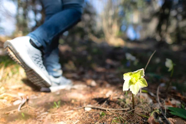 Une fleur dans les bois au printemps pendant qu'un randonneur passe — Photo