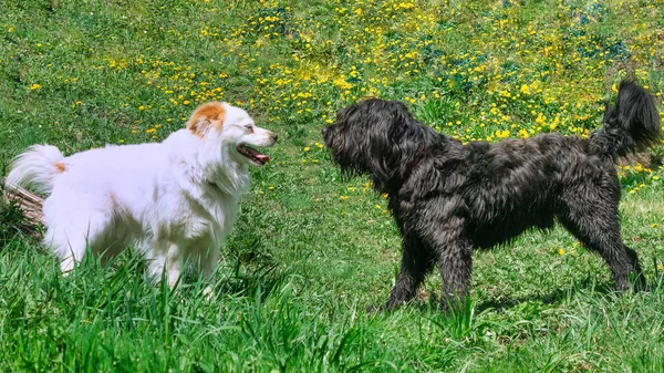 2匹の犬1つの白と1つの黒の遊び — ストック写真