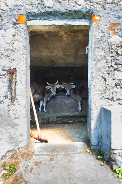 Estável com vacas nos Alpes Italianos — Fotografia de Stock