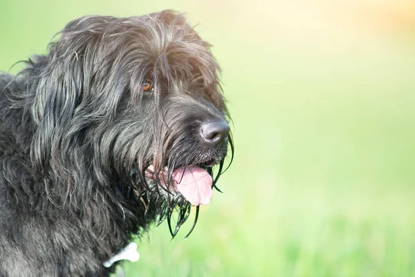 Cane da pastore bergamasco su sfondo prato sfocato in estate — Foto Stock