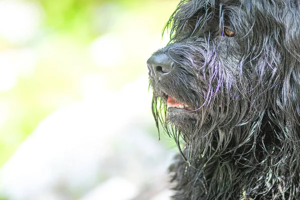 明るい背景に毛皮を持つ黒い羊飼いの犬の肖像画 — ストック写真