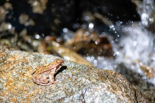 山の流れの近くでカエルが飛び降りようとしている — ストック写真