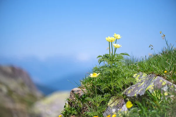 Bloem Pulsatilla alpina op bergpad sulel Italiaanse Alpen — Stockfoto