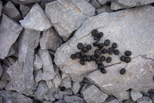 Excrementen van wilde dieren gemzen op berg rotsen — Stockfoto