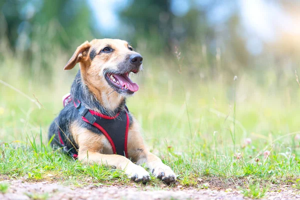 Perro mestizo de tamaño mediano con babero descansando en un prado de montaña — Foto de Stock