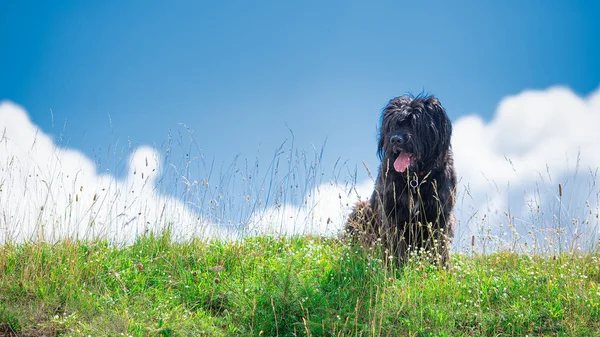 ベルガモシェパード犬は牧草地で牛をチェック — ストック写真
