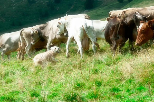 Bergamo sheepdog during a grouping of cows — Stock Photo, Image