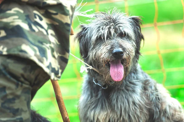 Μπέργκαμο ποιμενικό σκύλος δίπλα στο αφέντη του — Φωτογραφία Αρχείου