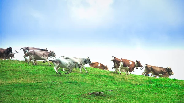 Group of cows running downhill on a mountain meadow — Stock Photo, Image