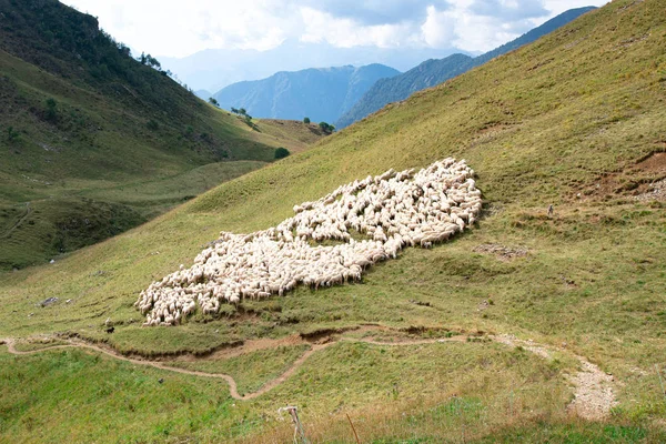 Flock of sheep near mountain trail in Brembana valley Italy — Stock Photo, Image
