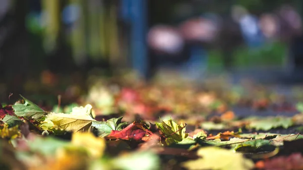 Herbst Laub Fiel Einfach Von Den Pflanzen Auf Den Bürgersteig — Stockfoto