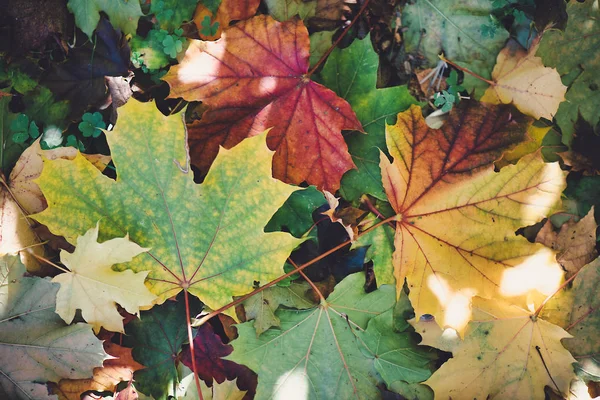 Details Frisch Gefallener Blätter Herbst — Stockfoto
