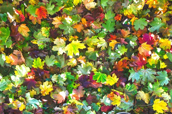 Vielzahl Von Farben Des Herbstlaubs Auf Dem Boden — Stockfoto