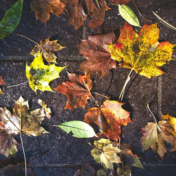 Herbstlaub Fällt Bei Regen Boden — Stockfoto