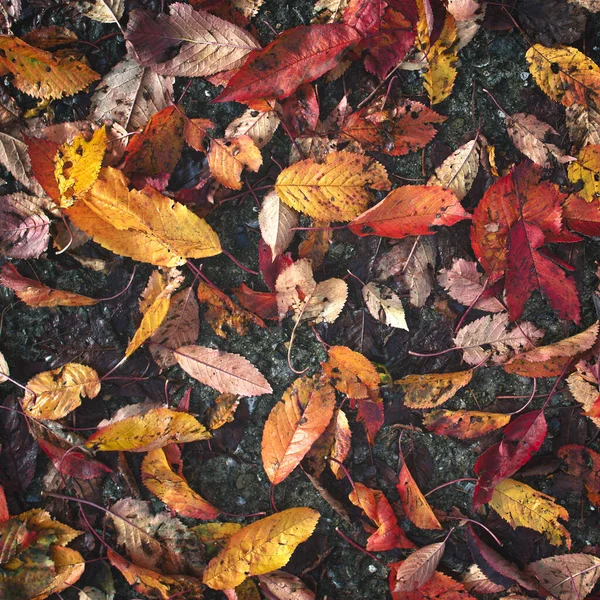 Mokra jesień spadła na chodnik — Zdjęcie stockowe